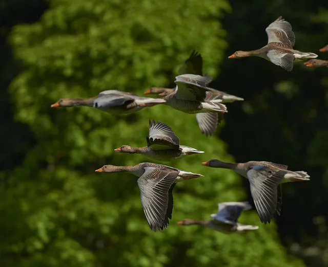 flock of birds, canada geese, geese, flight, flying, flying birds, wings, animals, waterfowls, water birds, birds, poultry, nature, migratory birds, wild geese, avian, ornithology, geese, geese, geese, geese, geese, flying birds, flying birds, flying birds, birds, birds, birds, migratory birds, migratory birds. Einsparungen gegen Migrationsaufwand abwägen